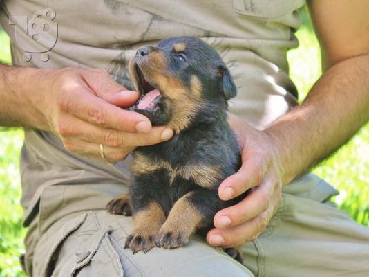 PoulaTo: Κουτάβια Rottweiler